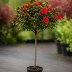 Azalka japonská (Azalea japonica) ´STEWARTSONIANA´ - výška 50-70 cm, kont. C2L - NA KMIENKU